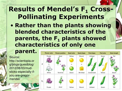 Ppt Mendelian Simple Genetics Chapter Powerpoint Presentation