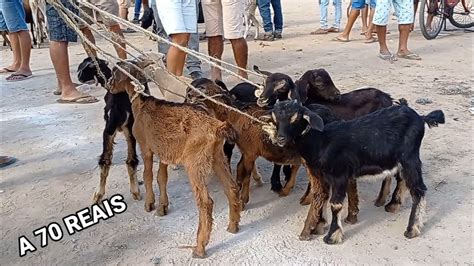 Bode A R Na Feira De Animais De Santa Cruz Do Capibaribe Pernambuco