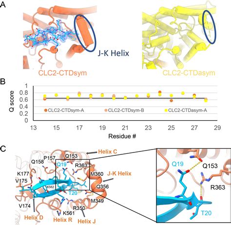 Cryoem Structures Of The Human Clc Voltage Gated Chloride Channel