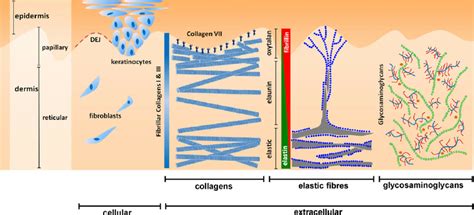 Cellular And Extracellular Components Of Young Skin In Mammalian Skin