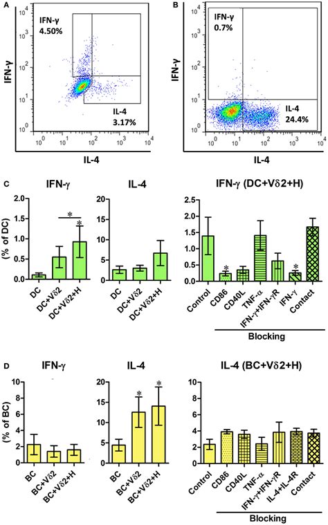 Frontiers Human Vδ2 γδ T cells differentially induce maturation