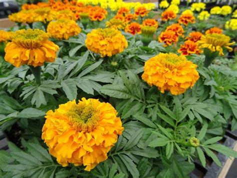 Modernseed Marigold Inca Orange Seed Price In India Buy Modernseed Marigold Inca Orange Seed