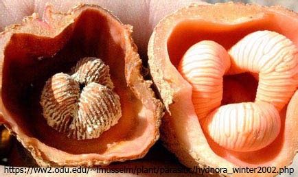 Bizarre Creature of the Day: Creature 136: Hydnora africana