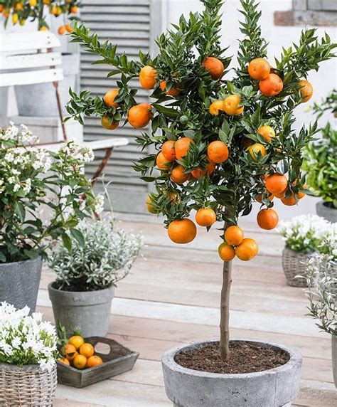 How To Grow An Orange Tree In A Container Potted Trees Potted Fruit Trees Citrus Trees