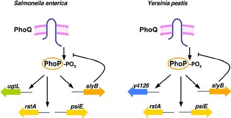 Diagram Depicting Examples Of Phop Regulated Targets Based On Their