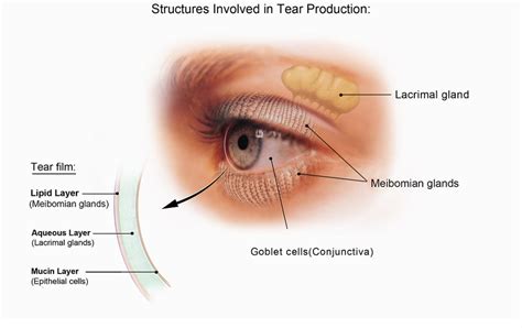 What are Meibomian (Oil) Glands? in Edmonton, AB - Bonnie Doon Eye Care