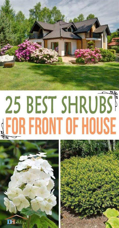 25 Beautiful Shrubs For Front Of House That Will Instantly Boost Your Curb Appeal Decor Home