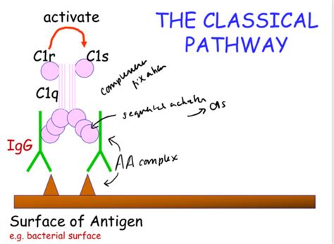 The Complement System Flashcards Quizlet