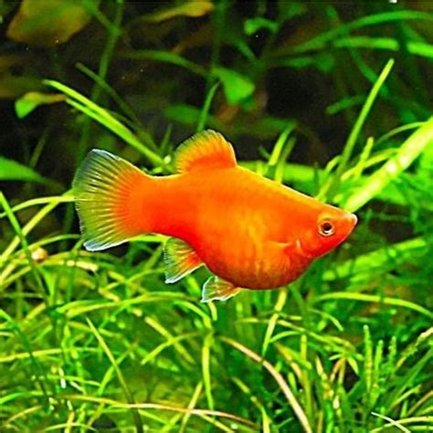 Jual Ikan Hias Molly Fish Orange Molly Fish Oren Molly Sunkist Balon