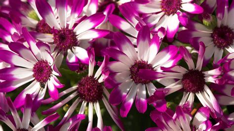de belles fleurs-Fleurs macro photographie fonds d'écran Aperçu ...