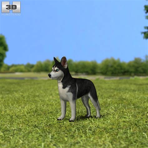 Siberian Husky Puppy 3d Model Animals On Hum3d