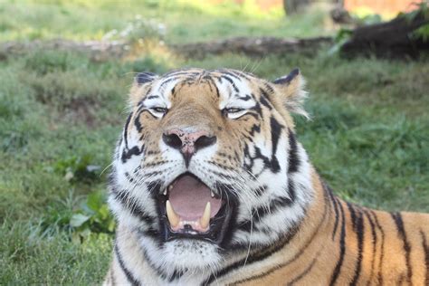 Amur Tiger At Colchester Zoo Amur Tiger At Colchester Zoo Flickr