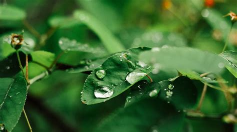 Regenwassernutzung So Bew Ssert Ihr Euren Garten Nachhaltig