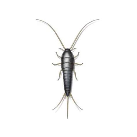 Silverfish Identification, Habits & Behavior | Leo's Pest Control in ...