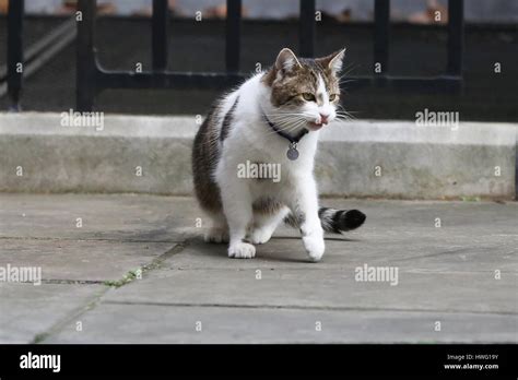 Downing Street. London. UK 21 Mar 2017 - Larry, the 10 Downing Street ...