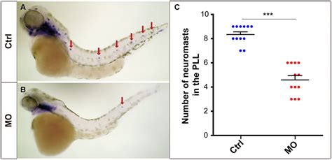 The Slc A B Gene Is Required For Hair Cell Development In Zebrafish