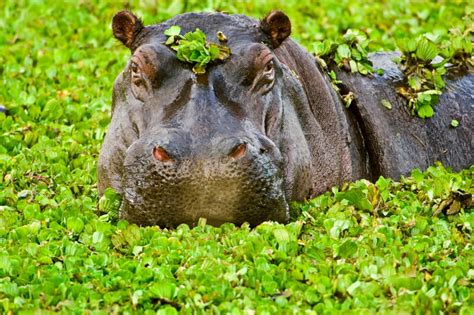 Freshwater Mammal Photos -- National Geographic