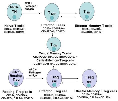 Memory T Cells Cartoon