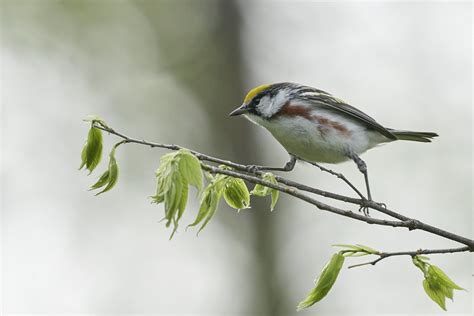 Chestnut Sided Warbler Dsc Dana Siefer Flickr