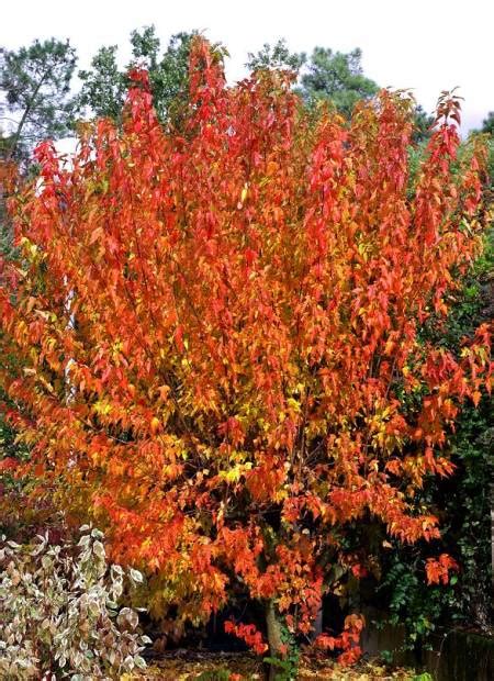 ACER Tataricum FE R HOT WINGS R Garann Minier Solution Pro