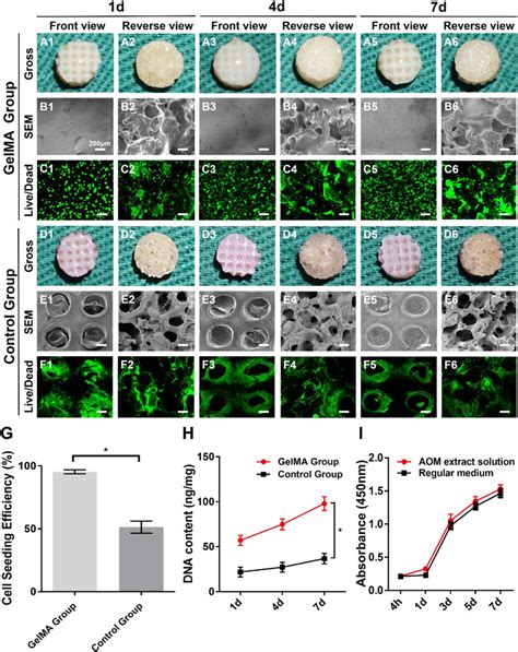 Biocompatibility Evaluation Of The GelMA Hydrogel And AOM Scaffold