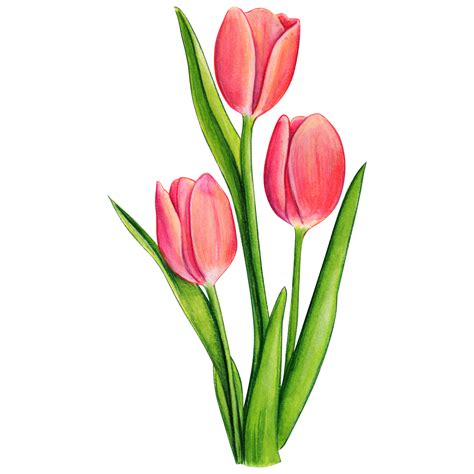 Aquarell Hand Gezeichnet Bunt Tulpe Png