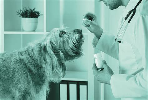 Oral Cyclosporine Use in Dogs | Today's Veterinary Practice