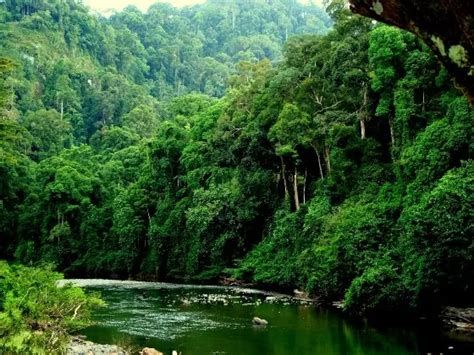 Danum Valley Conservation Area - Close To Nature - HolidayGoGoGo