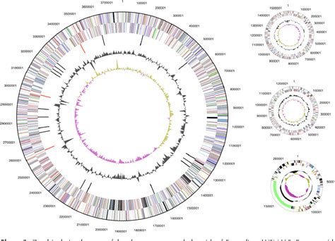 Figure 1 From Complete Genome Sequence Of The Medicago Microsymbiont