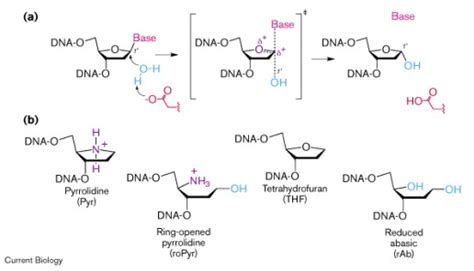 Nucleotide Bases Uracil