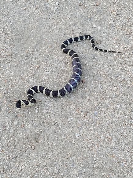 California Kingsnake Project Noah