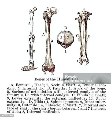 Diagram Medis Tulang Kaki Manusia Dengan Label Ilustrasi Stok Unduh