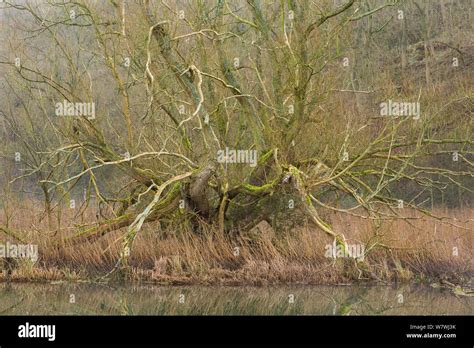 Crack willow or brittle willow hi-res stock photography and images - Alamy