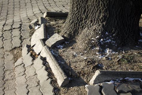 Cracked Pavement Sidewalk Tree Roots Stock Photo Image Of Tree