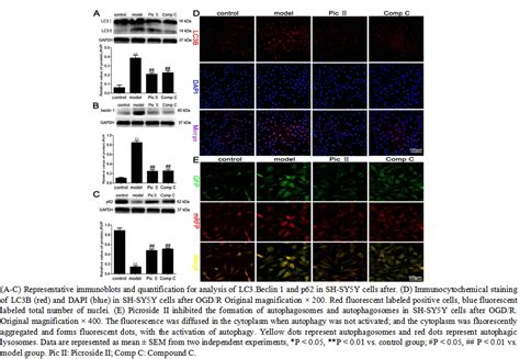 Figure 2 Picroside II Inhibits Autophagy In SH SY5Y Cells After OGD R