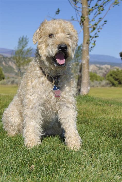 Wheaten terrier stock image. Image of grass, rest, outside - 21371903