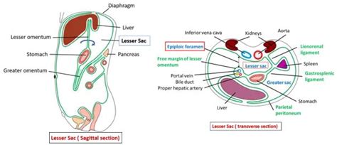 the structure of an animal's cell and its functions, labeled in diagram below