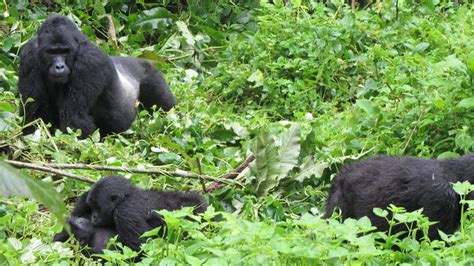 Four Hour Gorilla Trekking In Uganda Eco Adventure Safaris