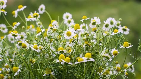 5 Types of Chamomile for Your Garden