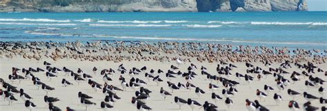 Farewell Spit in New Zealand | Things to see and do in New Zealand