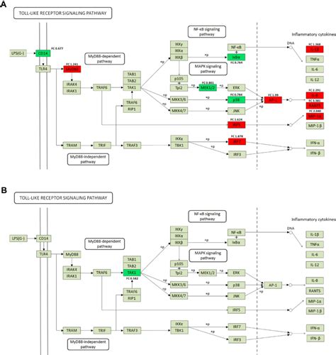 Kegg Pathway Annotation Of The Toll Like Receptor Signalling Pathway Download Scientific