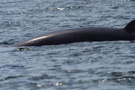 Salish Sea Marine Life - Spirit of Orca