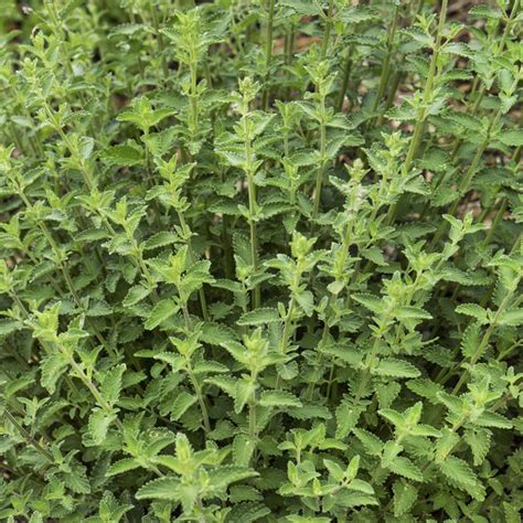 Catnip Seeds Catmint Herb Seed