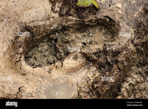 Sticky Mud Hi Res Stock Photography And Images Alamy