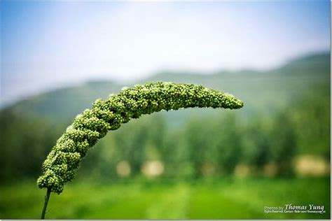 Semer Et Récolter Du Millet Sans Gluten Millet Le Millet