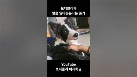 보더콜리가 말을 알아듣는다는 증거 Shorts 보더콜리 Bordercollie 강아지 Dog 강아지일상 Cute