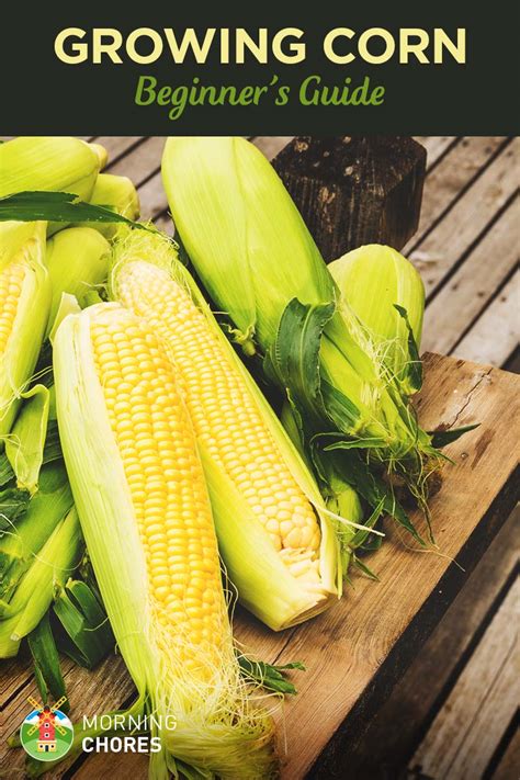 Growing Corn Beginners Guide To Planting Corn Successfully