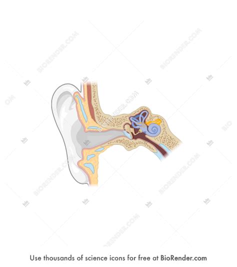 Free Ear Anatomy Cross Section Icons Symbols Images Biorender