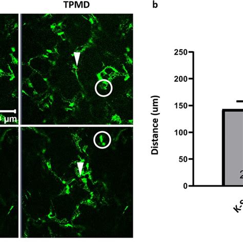 Gap Junction Cx43 Immunofluorescence Staining Representative