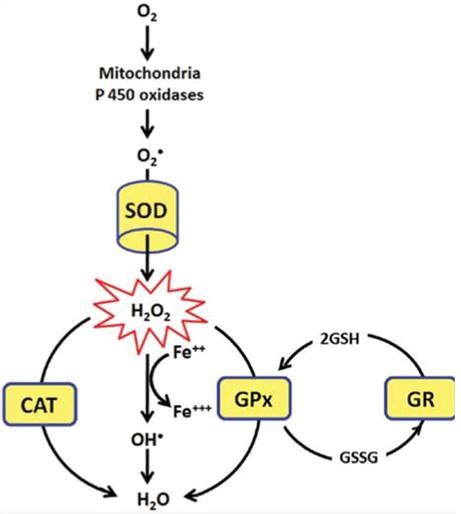 Antioxidant Categories And Mode Of Action IntechOpen